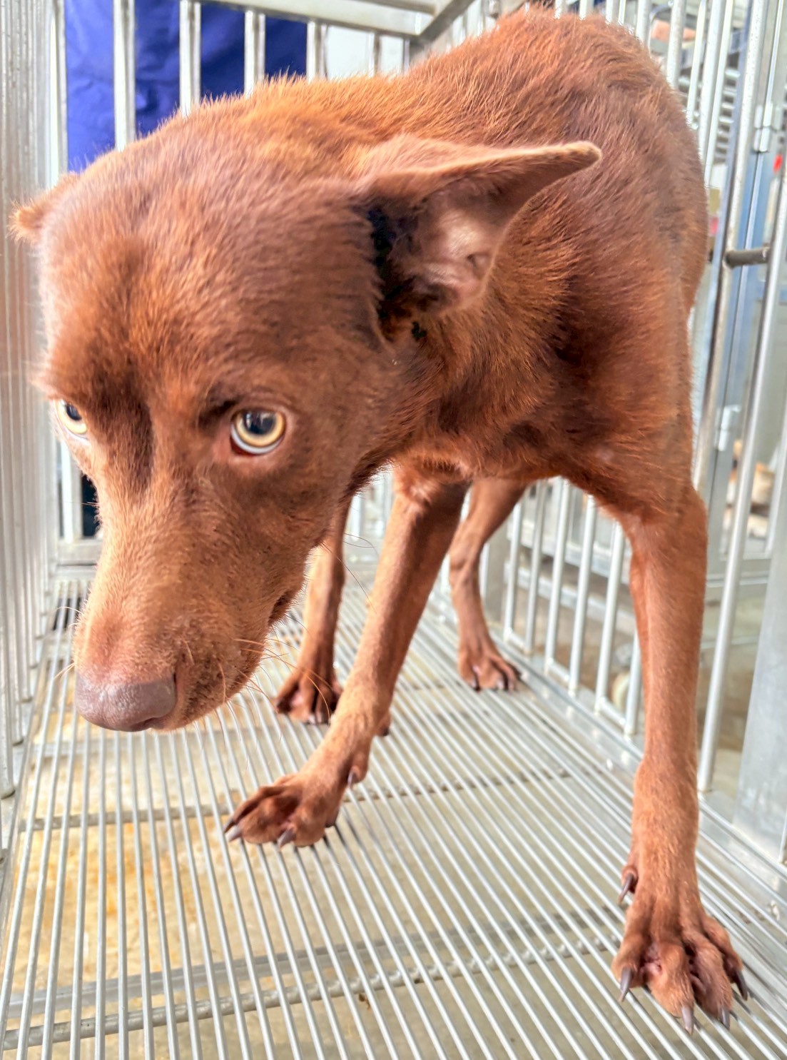 花蓮縣已領養狗 混種犬