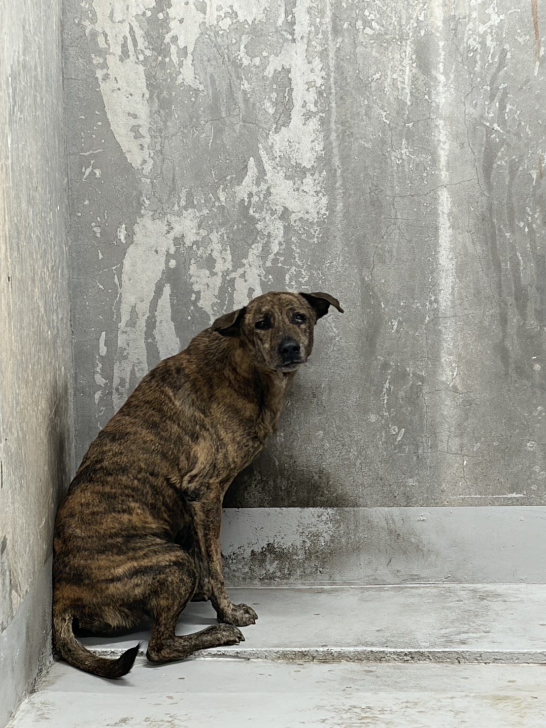 基隆市待認養狗 混種犬