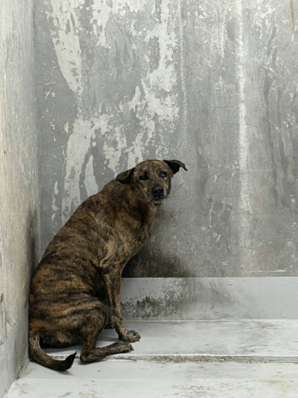 基隆市待認養狗｜混種犬｜虎斑色
