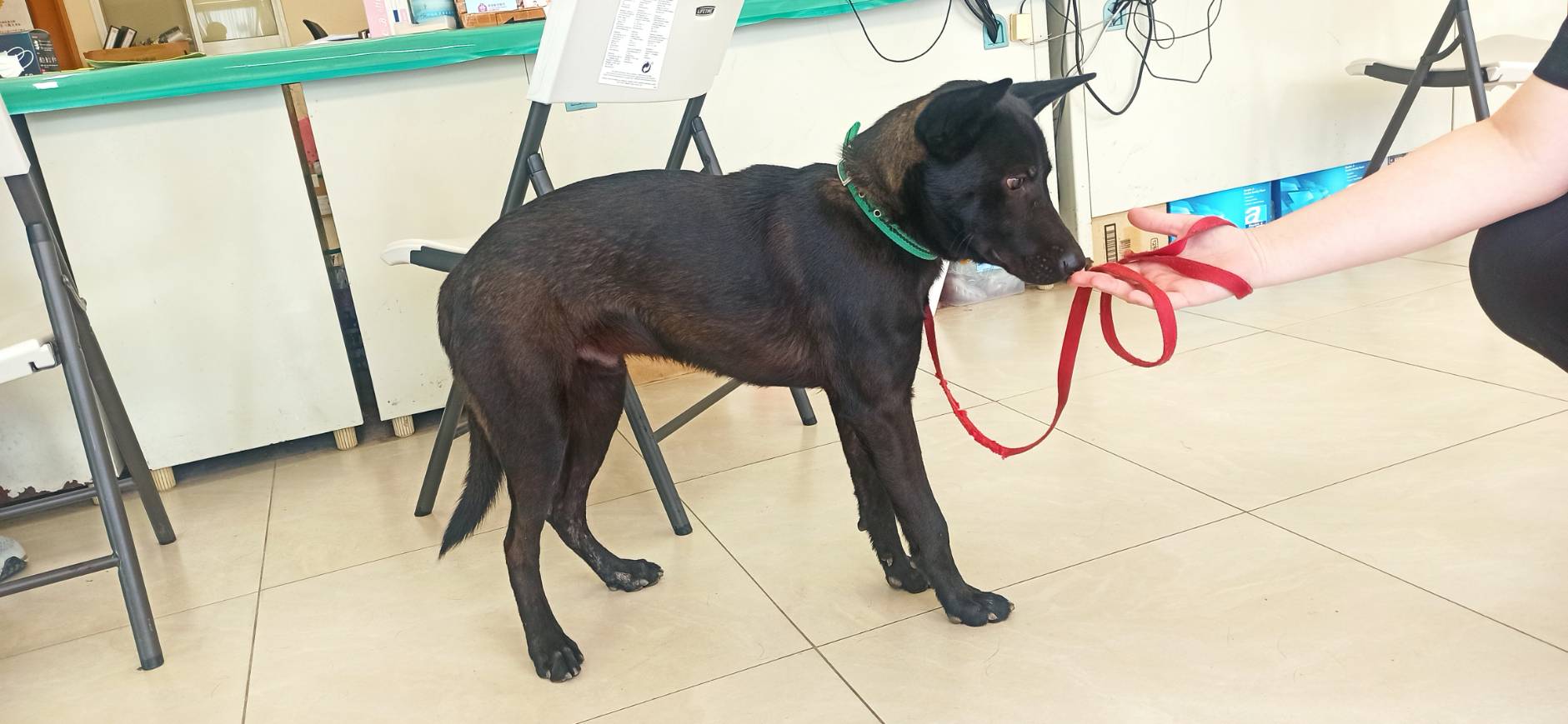 金門縣已領養狗 混種犬