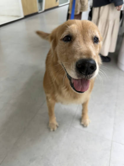 基隆市待認養狗｜黃金獵犬｜黃色｜母