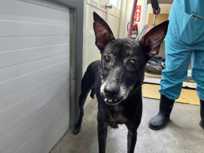 台北市待認養狗｜混種犬｜黑色｜母