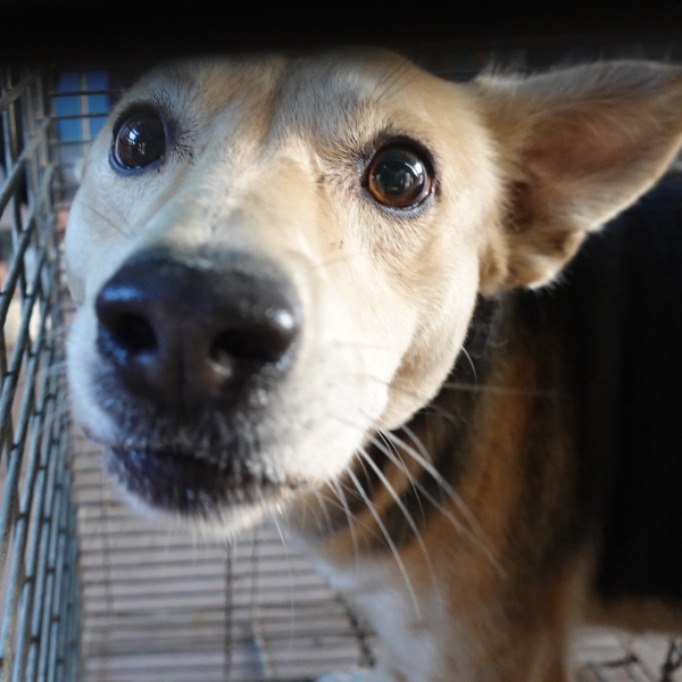 台南市已領養狗 混種犬