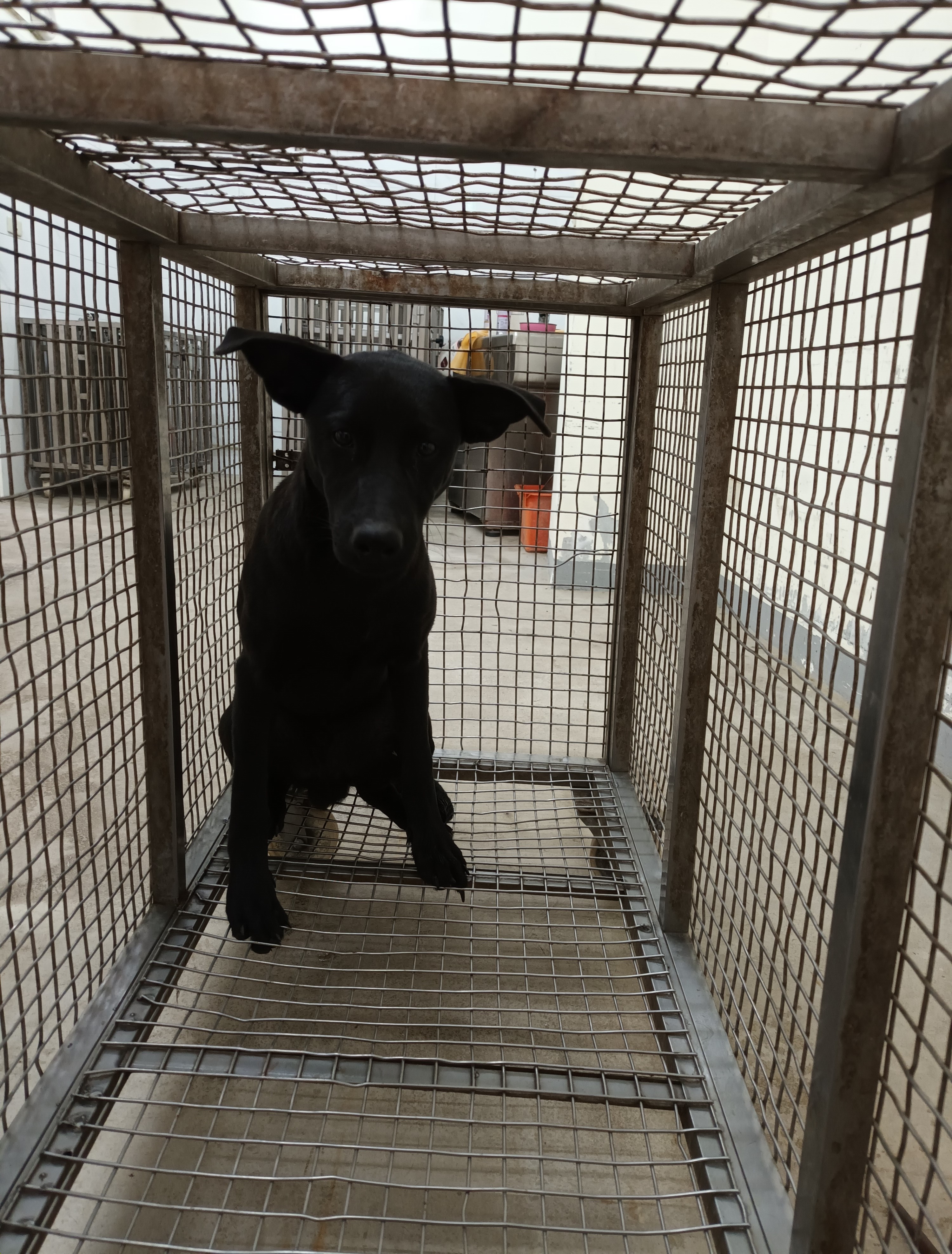 嘉義縣已領養狗 混種犬