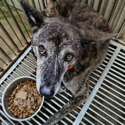 新北市待認養狗｜混種犬｜棕白色｜母