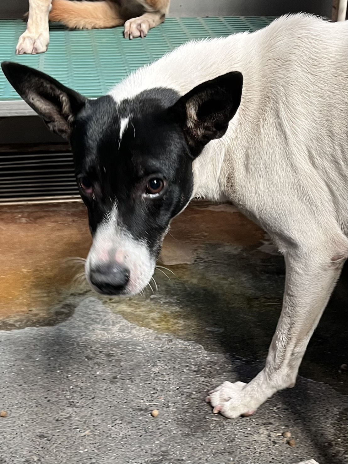 彰化縣已領養狗 混種犬