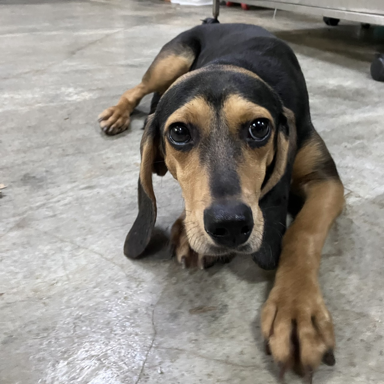新北市已領養狗 混種犬