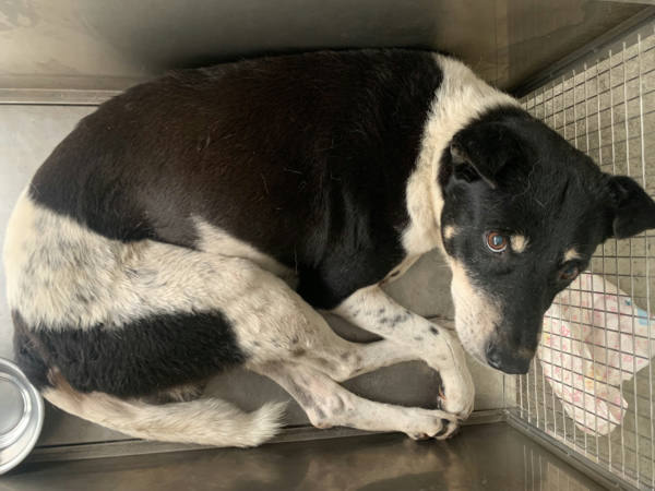 台北市待認養狗 混種犬