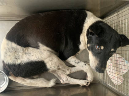 台北市待認養狗｜混種犬｜黑白色｜公