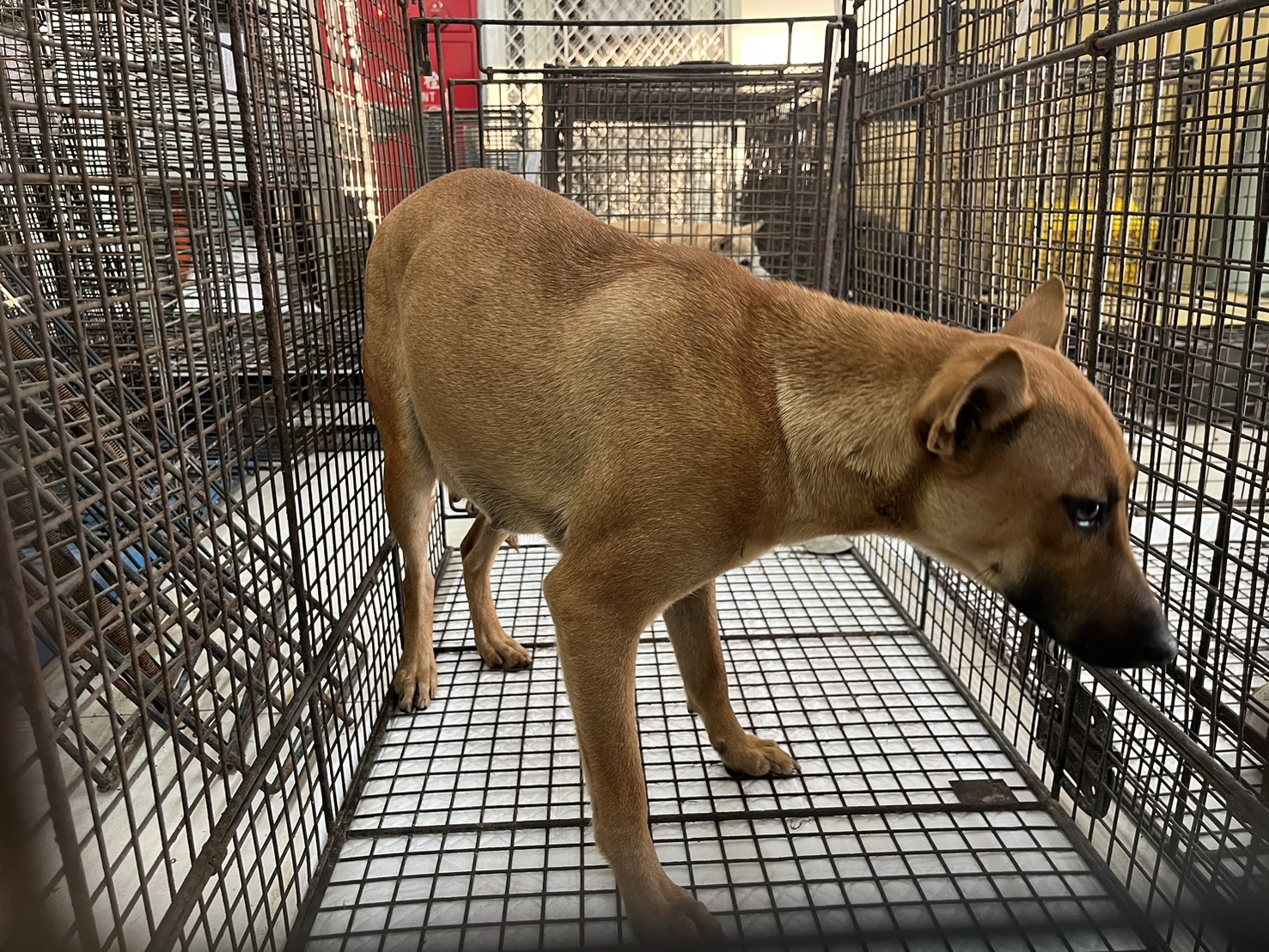 金門縣已領養狗 混種犬