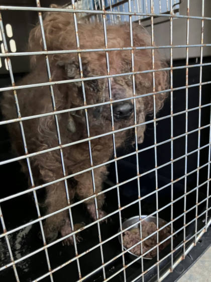 新北市待認養狗｜貴賓犬｜咖啡色｜公
