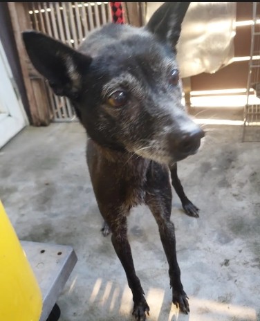 新北市已領養狗 混種犬