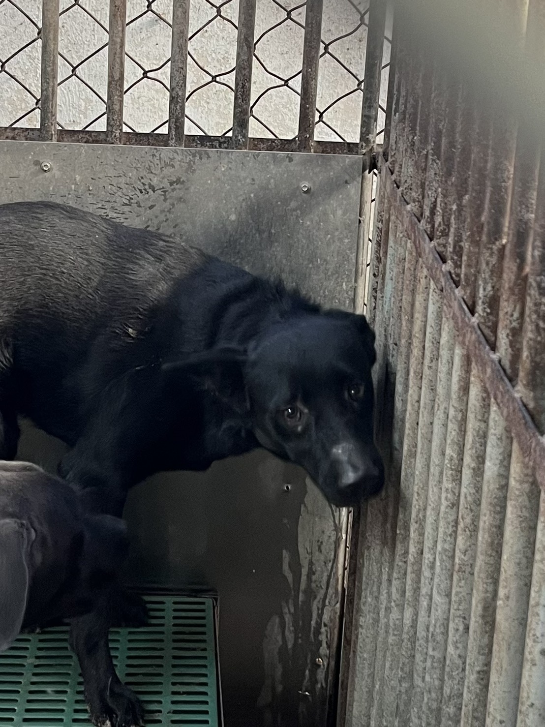 彰化縣已領養狗 混種犬