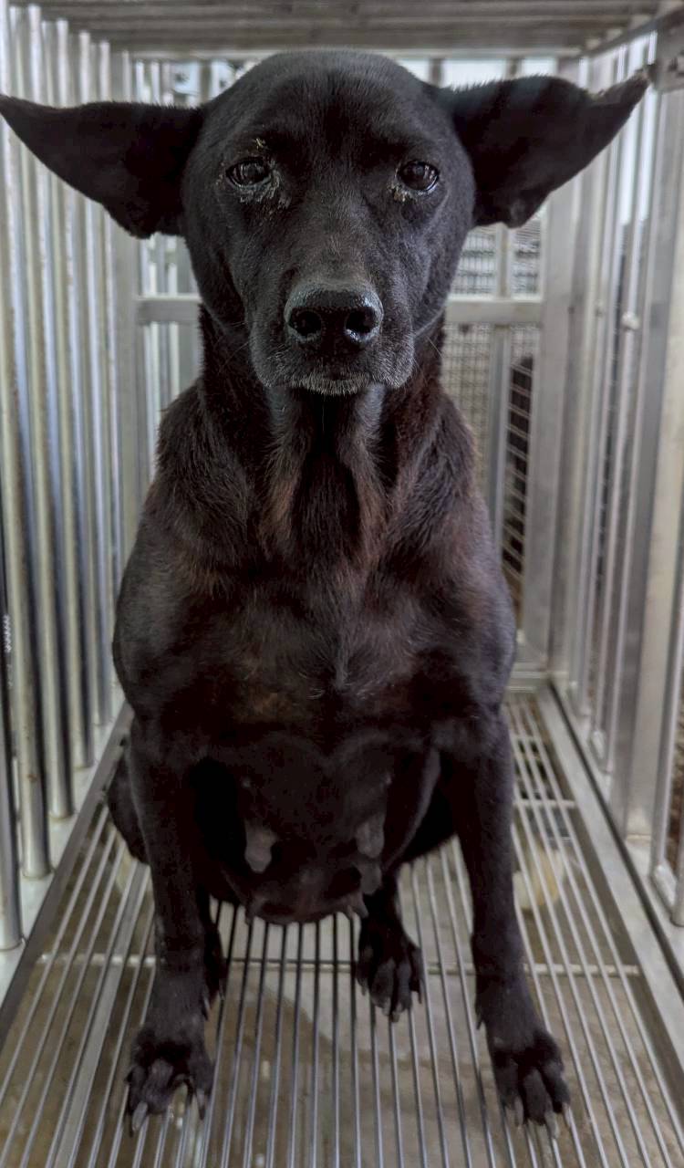 花蓮縣待認養狗 混種犬