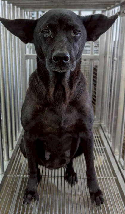 花蓮縣待認養狗｜混種犬｜黑色｜母