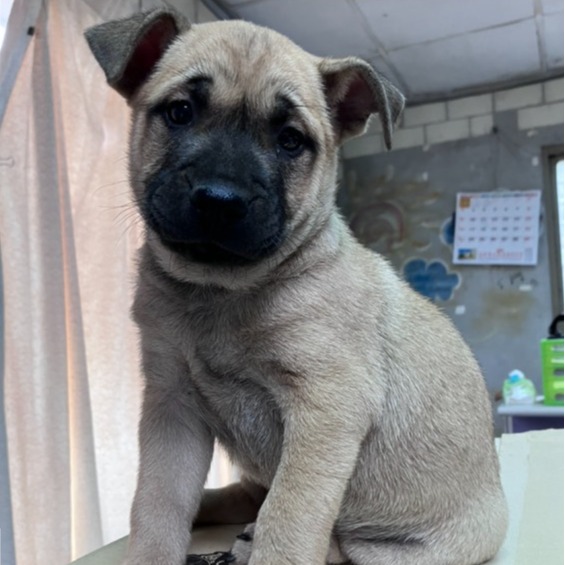 新北市已領養狗 混種犬