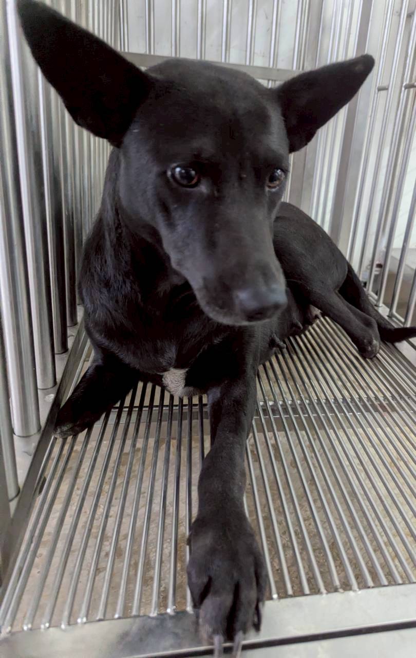 花蓮縣待認養狗 混種犬