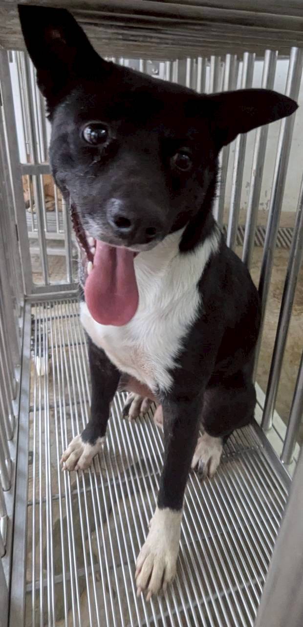 花蓮縣待認養狗 混種犬
