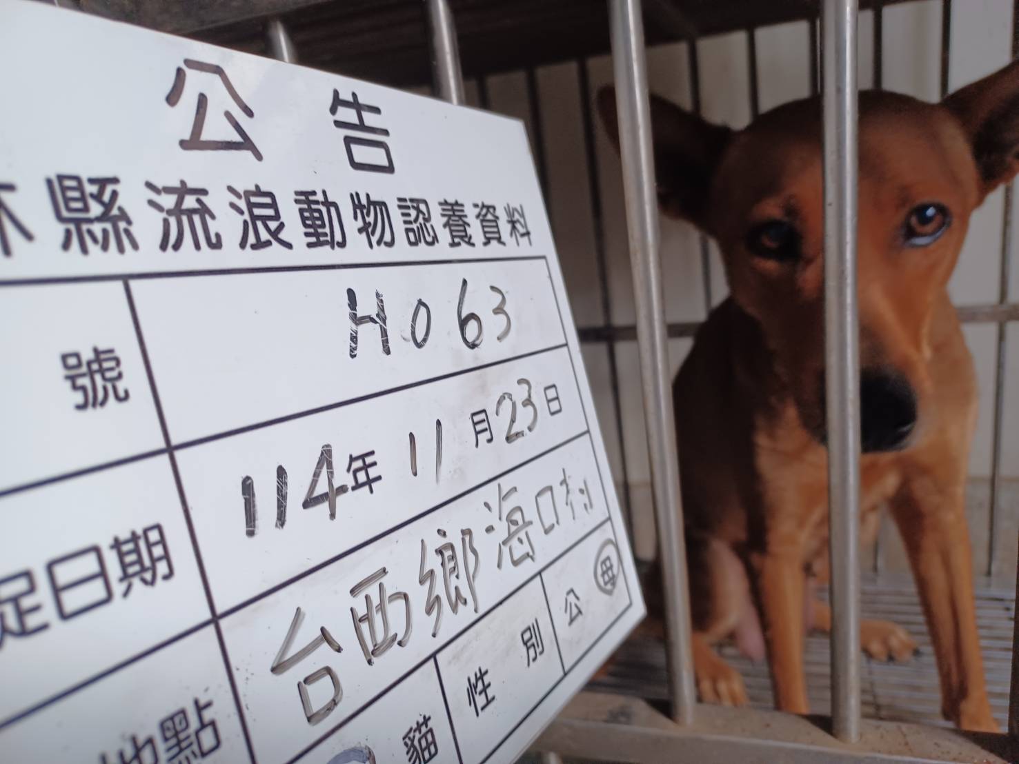 雲林縣已領養狗 混種犬