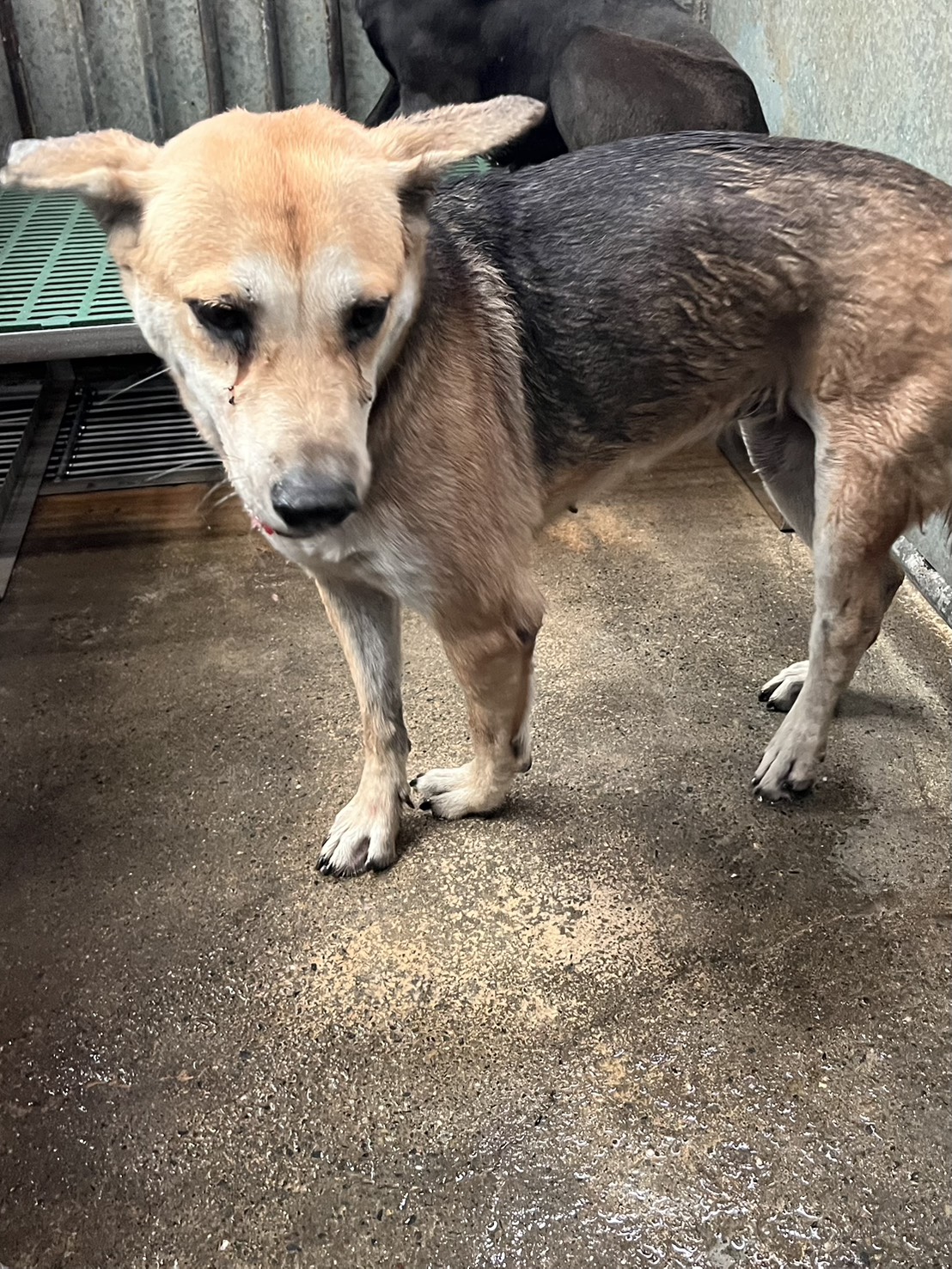 彰化縣已領養狗 混種犬