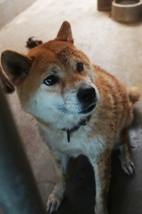 宜蘭縣待認養狗 柴犬
