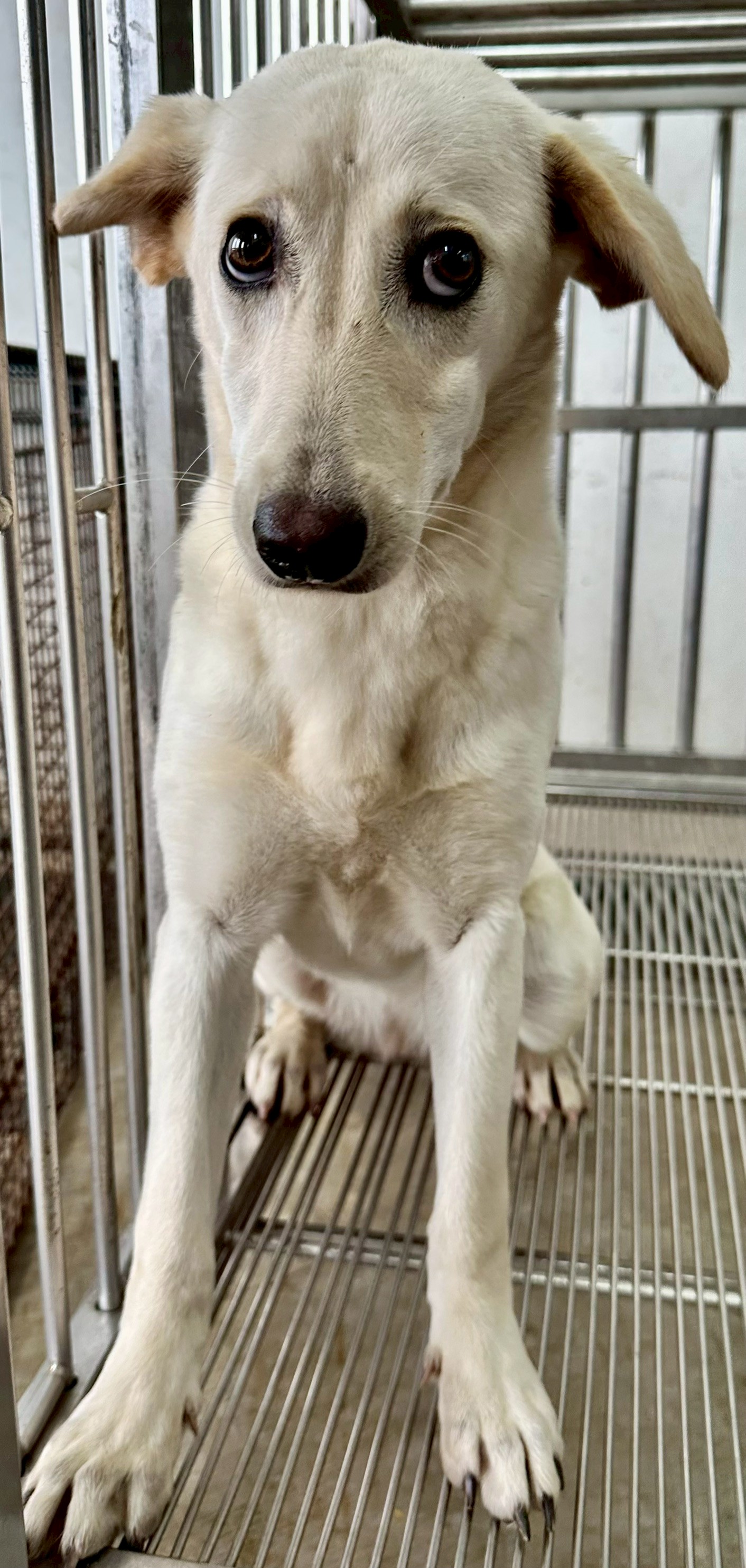 花蓮縣待認養狗 混種犬