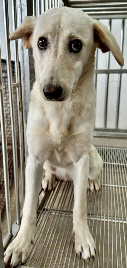 花蓮縣待認養狗｜混種犬｜白色｜母