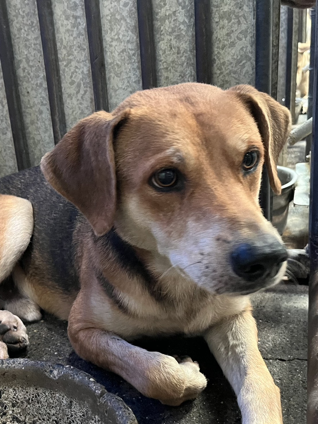 彰化縣已領養狗 混種犬