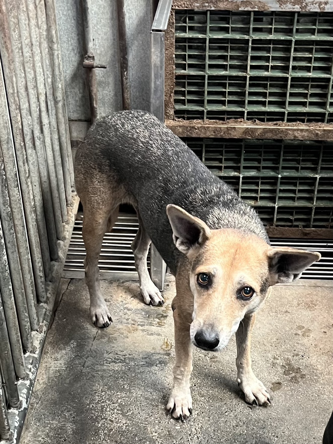 彰化縣已領養狗 混種犬