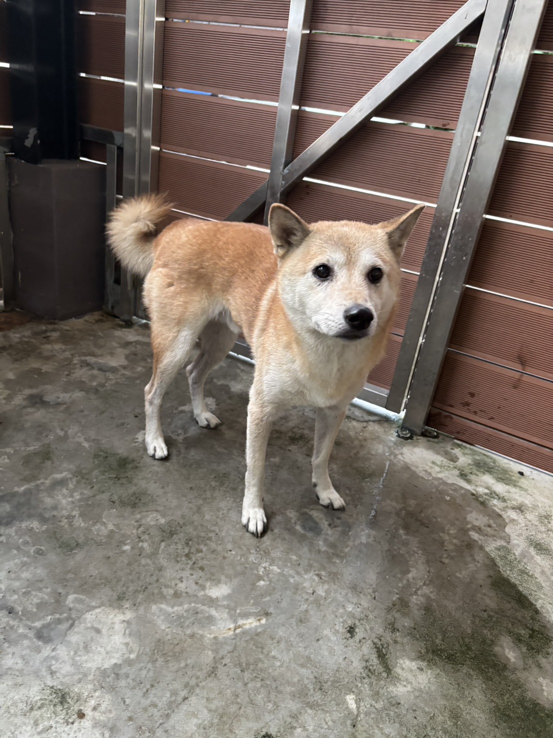 新北市待認養狗 柴犬
