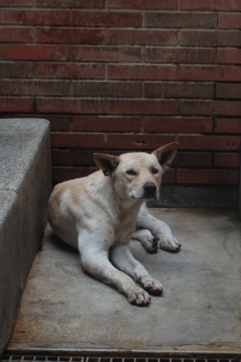 宜蘭縣已領養狗 混種犬