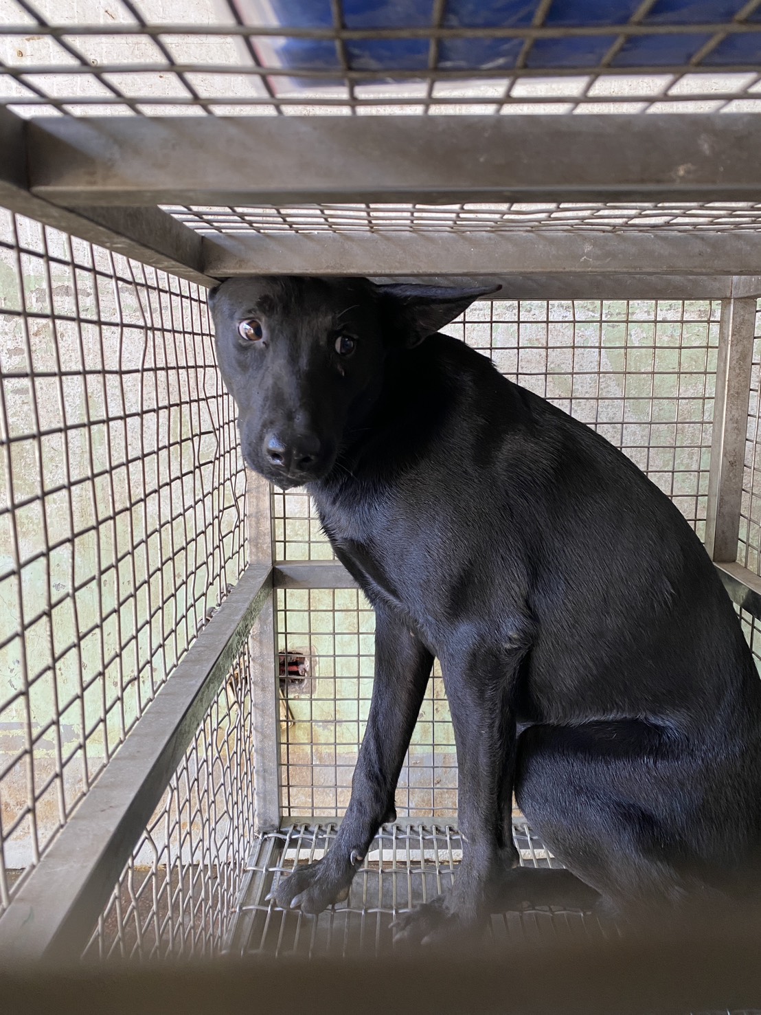 台南市已領養狗 混種犬