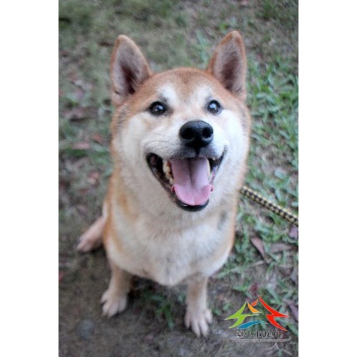 台中市已領養狗 柴犬