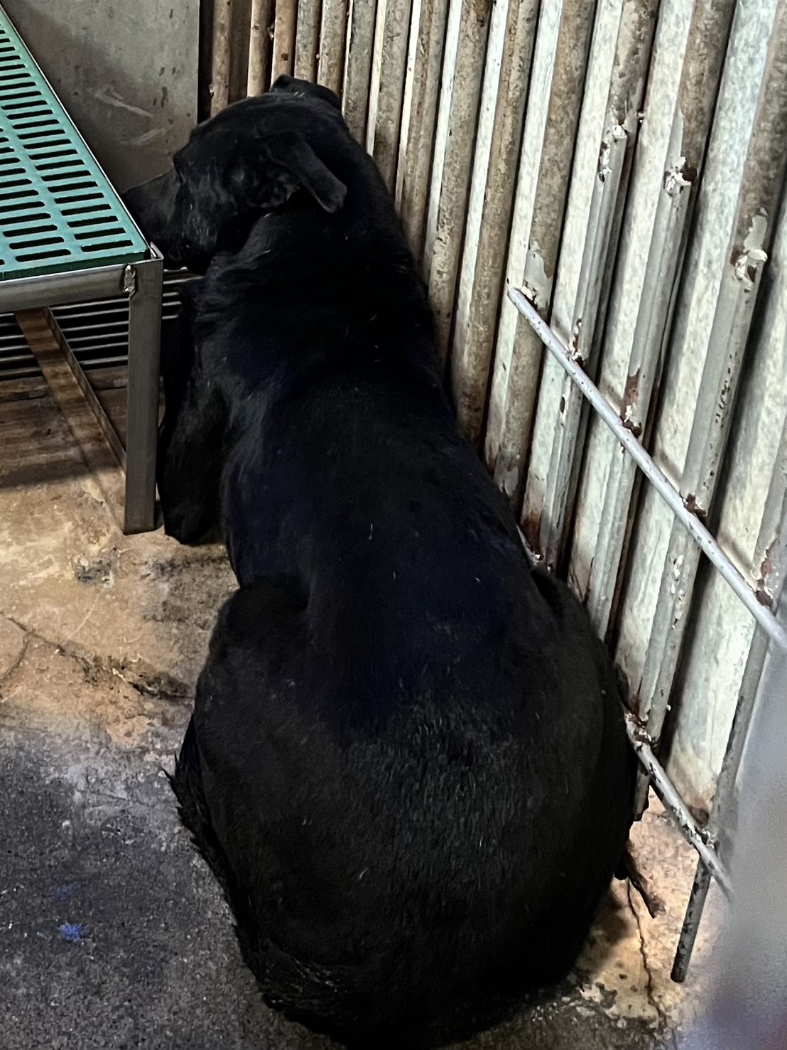 彰化縣已領養狗 混種犬