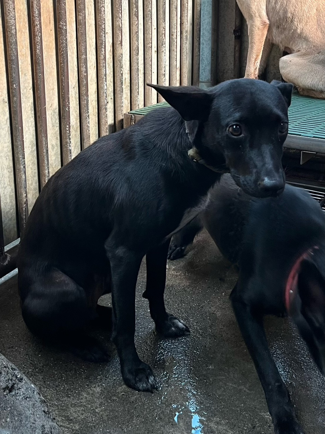 彰化縣已領養狗 混種犬