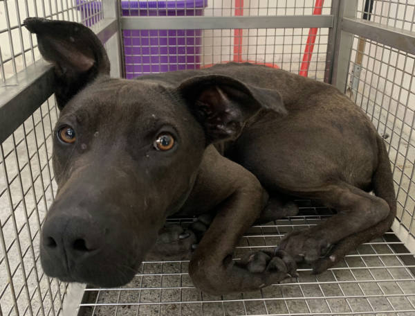 台北市待認養狗 混種犬