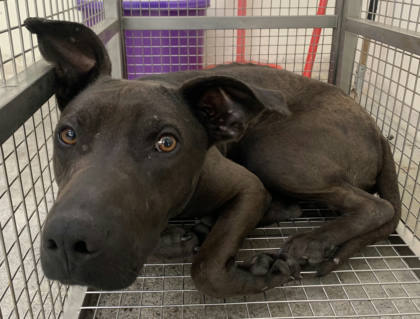台北市待認養狗｜混種犬｜棕色｜公