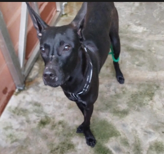 新北市已領養狗 混種犬
