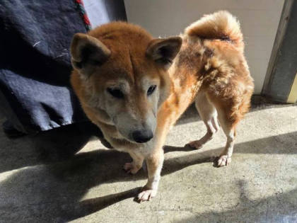 台北市待認養狗｜柴犬｜黃色｜母