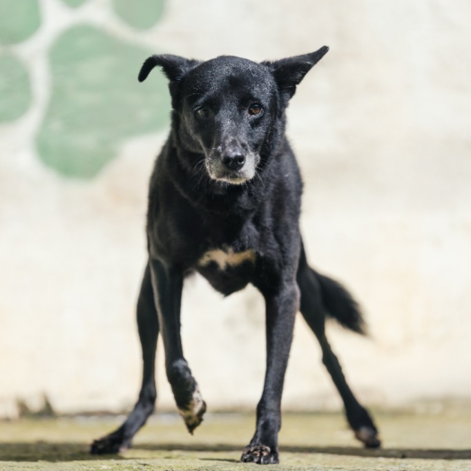 新北市已領養狗 混種犬