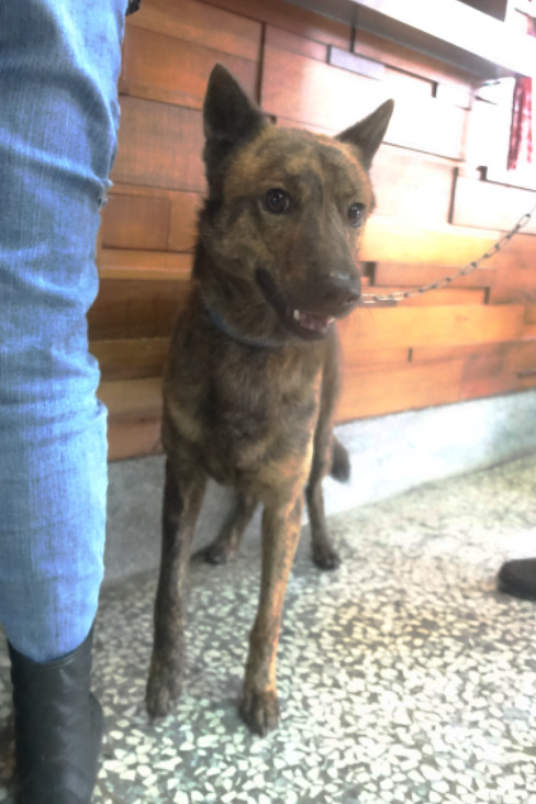 宜蘭縣已領養狗 混種犬