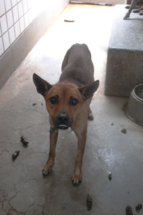 宜蘭縣已領養狗 混種犬