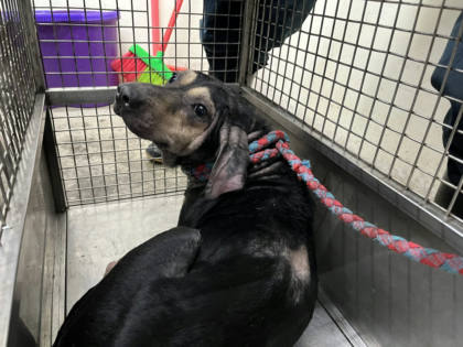 台北市待認養狗｜混種犬｜黑棕色｜母