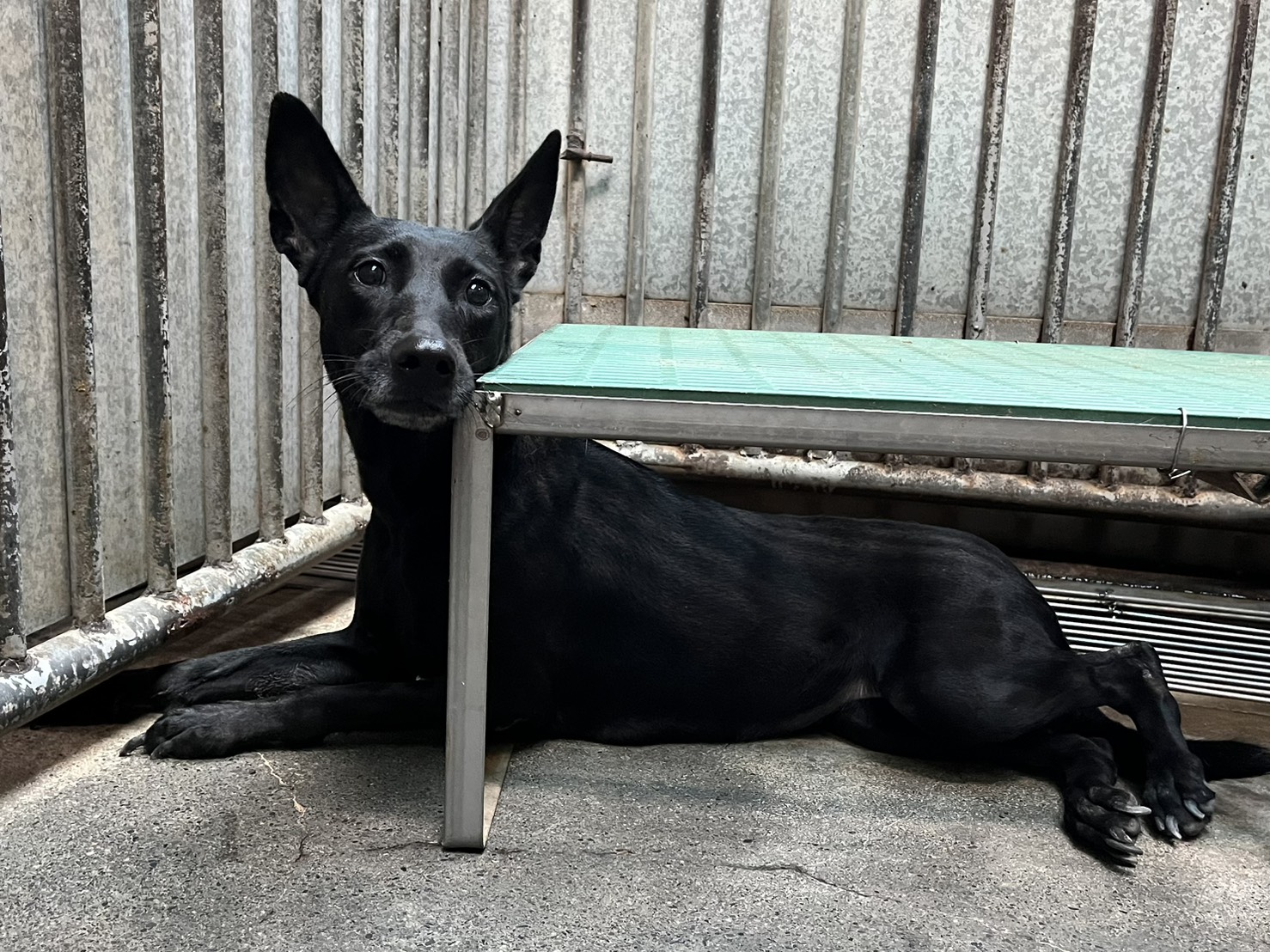 彰化縣已領養狗 混種犬