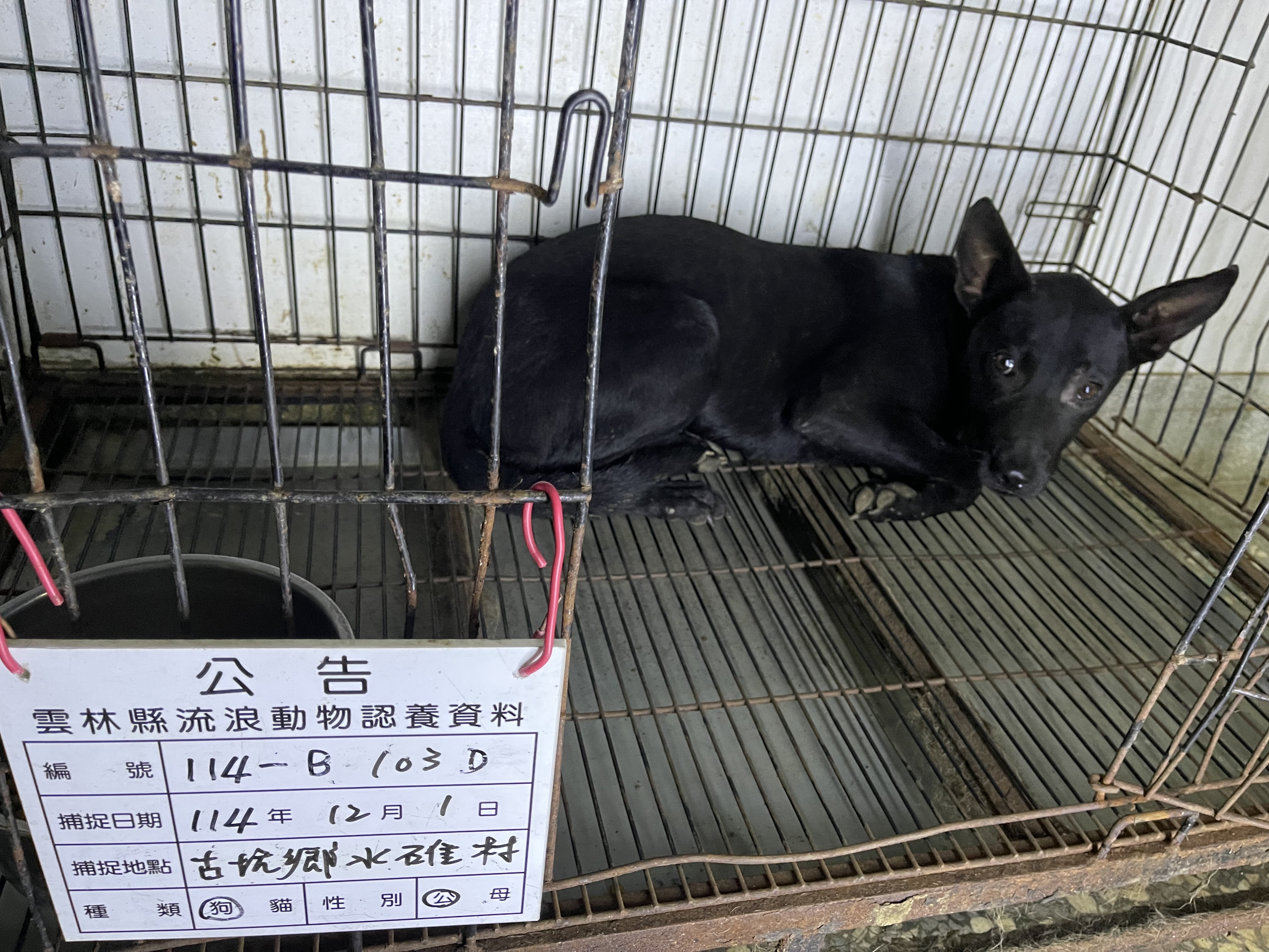雲林縣已領養狗 混種犬