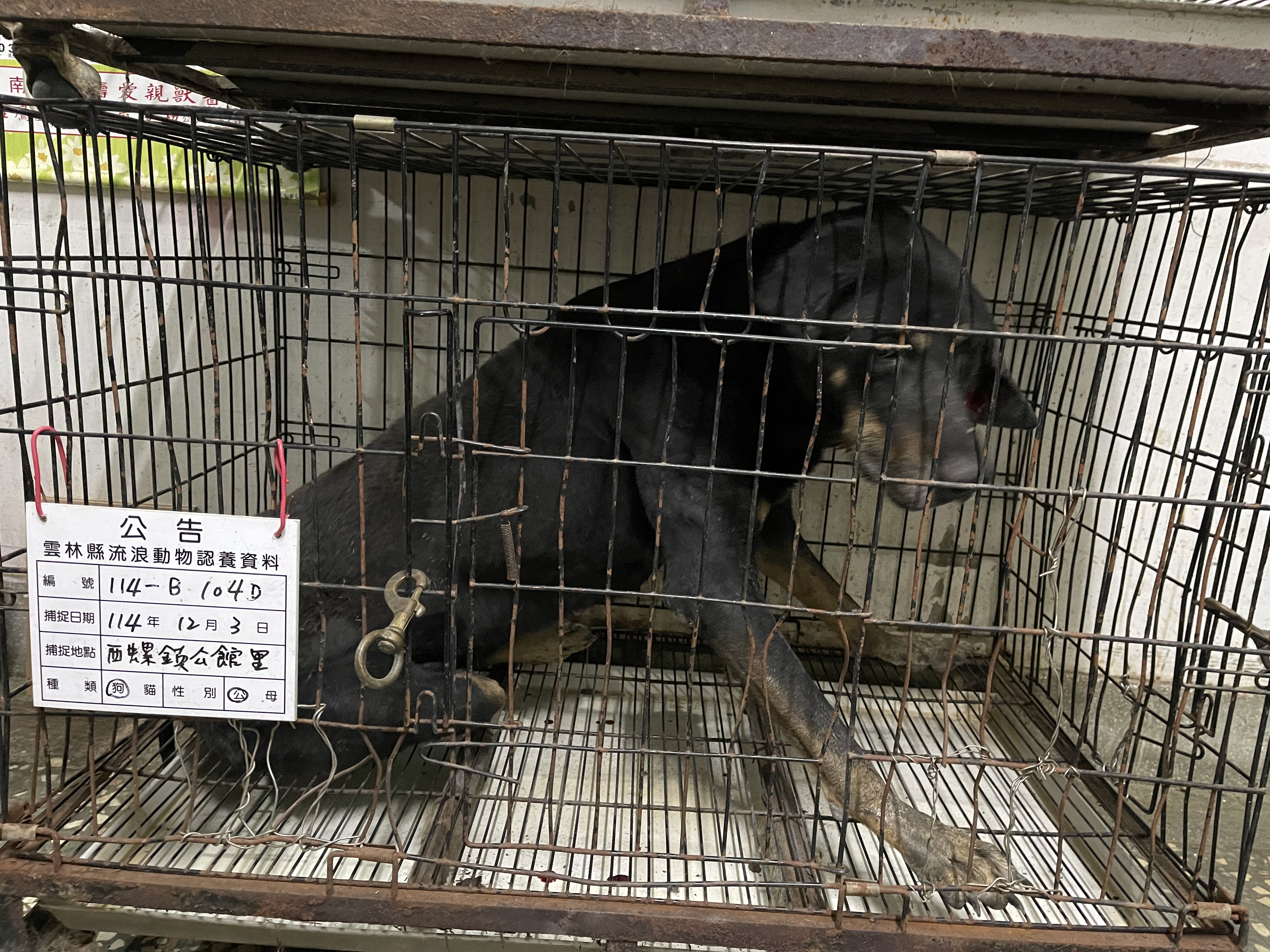 雲林縣已領養狗 混種犬