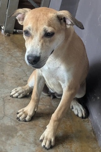 新北市已領養狗 混種犬