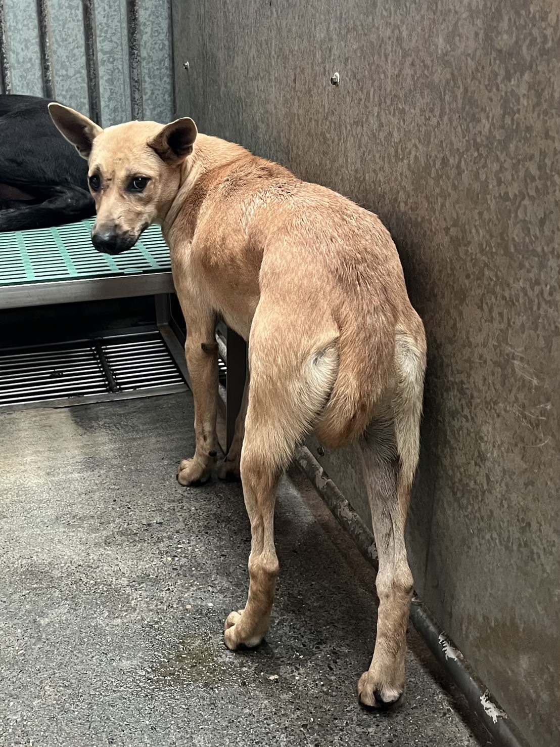 彰化縣已領養狗 混種犬