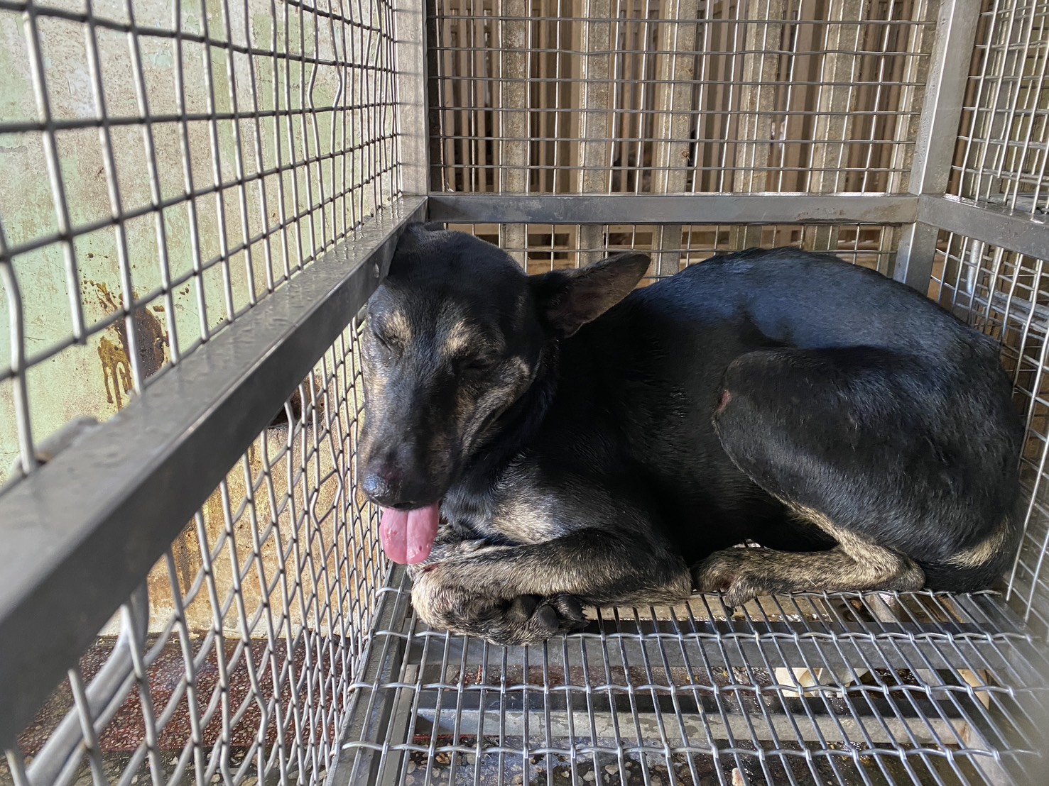 台南市已領養狗 混種犬