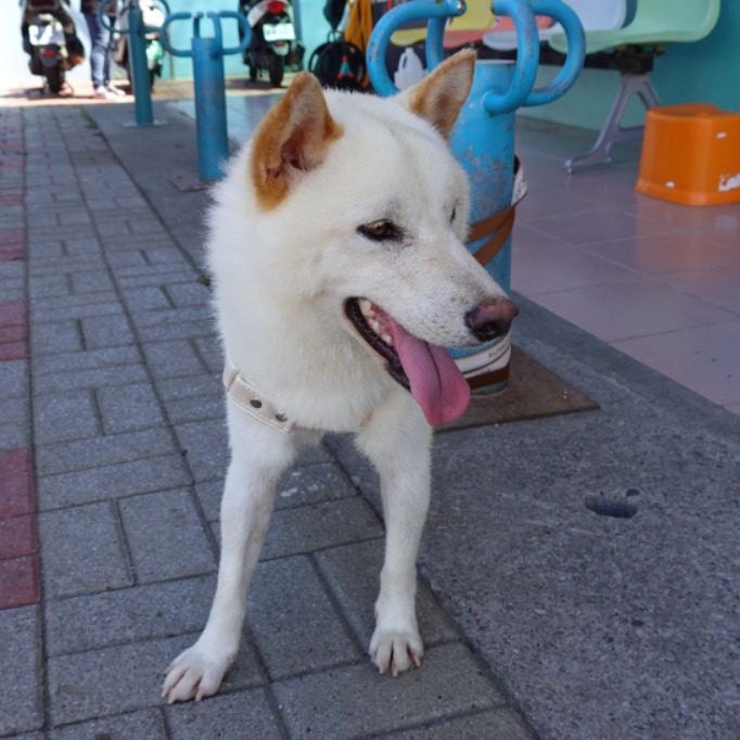 台南市已領養狗 柴犬